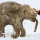 Illustration for article titled Woolly Mammoth alive and caught on tape (maybe)